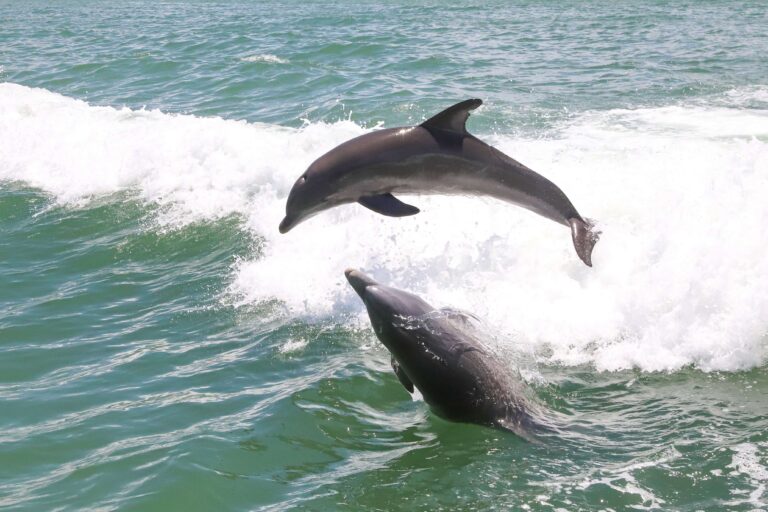 The Best Marine Life/Dolphin Tours Near Siesta Key, FL